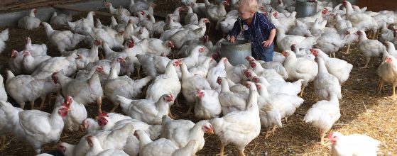 Open Farm Days starts this weekend